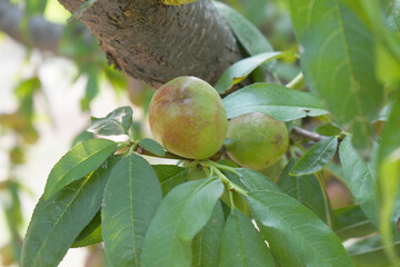 Fresh young unripe nectarine fruits on a tree branch with leaves closeup, A bunch of unripe...