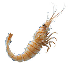 Close up shot of a translucent brown shrimp with water droplets against black background