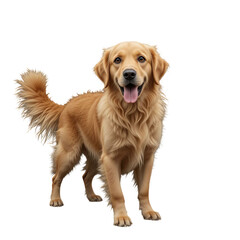 Golden retriever standing with its tongue out on a black background looking forward
