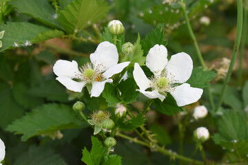 Blackberry flowers blooming in the garden, Beautiful in spring bloom garden. Blackberry bush with white flowers, Blossoming blackberry bush and bee, sunny spring day, Chakwal, Punjab, Pakistan