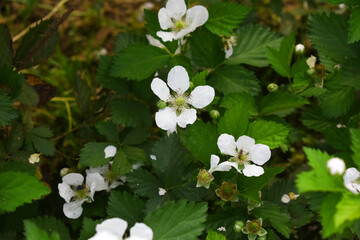 Blackberry flowers blooming in the garden, Beautiful in spring bloom garden. Blackberry bush with white flowers, Blossoming blackberry bush and bee, sunny spring day, Chakwal, Punjab, Pakistan