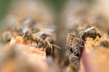 Close-up View of Honey Bees on a Golden Honeycomb Frame in a Beehive, Showcasing Beekeeping and Natural Honey Production