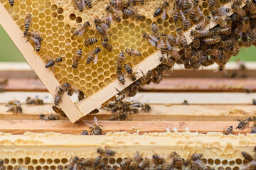 Close-up View of Honey Bees on a Golden Honeycomb Frame in a Beehive, Showcasing Beekeeping and...