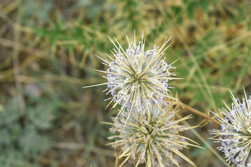 Echinops sphaerocephalus, Echinops sphaerocephalus known as Great Globe Thistle or Pale Globe Thistle, A summer plant in the wild in a meadow, Wild flower with thorns and spines bloomed