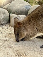 Quokka