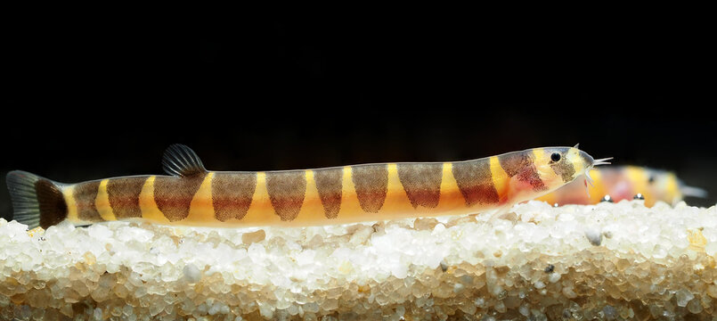 The true Kuhli loach (Pangio kuhlii) is a fascinating and popular freshwater fish in the aquarium trade, although there is often confusion between this species and other closely related loaches that a