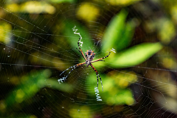 Silver argiope spider weaving stabilimentum in its web