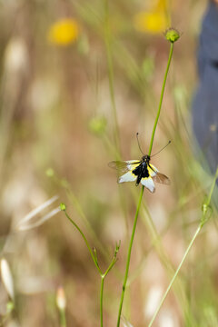 Butterfly perched on a slender green stem in a vibrant meadow during warm afternoon light