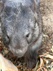 Wombat