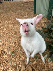 Albino Wallaby