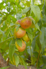 Fresh young unripe nectarine fruits on a tree branch with leaves closeup, A bunch of unripe nectarine on a branch, beautiful delicious fruit nectarine on the tree, nectarine fruits growing on a tree