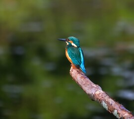 Vibrant kingfisher on a branch