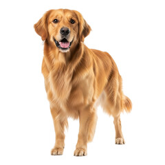 Obraz premium A golden retriever standing with its mouth open and tongue out against a black background looking forward created with generated ai