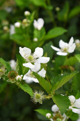 Blackberry flowers blooming in the garden, Beautiful in spring bloom garden. Blackberry bush with white flowers, Blossoming blackberry bush and bee, sunny spring day, Chakwal, Punjab, Pakistan