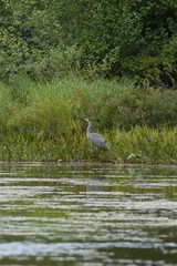 Marais Kingsbury 23 Août 2025