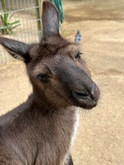 Kangaroo