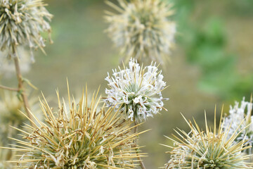 Echinops sphaerocephalus, Echinops sphaerocephalus known as Great Globe Thistle or Pale Globe Thistle, A summer plant in the wild in a meadow, Wild flower with thorns and spines bloomed