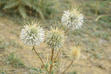 Echinops sphaerocephalus, Echinops sphaerocephalus known as Great Globe Thistle or Pale Globe Thistle, A summer plant in the wild in a meadow, Wild flower with thorns and spines bloomed
