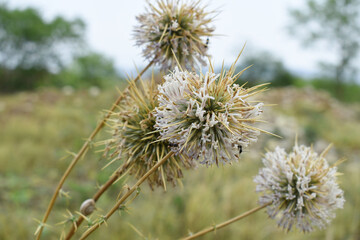 Echinops sphaerocephalus, Echinops sphaerocephalus known as Great Globe Thistle or Pale Globe Thistle, A summer plant in the wild in a meadow, Wild flower with thorns and spines bloomed