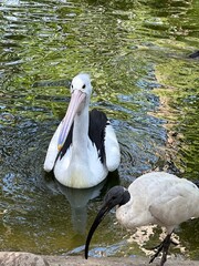 Pelican 