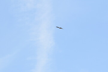 Marais Kingsbury 23 Août 2025