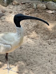 Australian White Ibis "Bin Chicken"