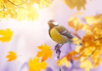 Tit Bird sitting on branch on mysterious autumn blurred background with golden maple tree leaves, fabulous fall garden with portrait of cute little songbird.