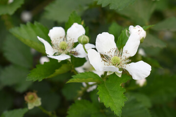 Blackberry flowers blooming in the garden, Beautiful in spring bloom garden. Blackberry bush with white flowers, Blossoming blackberry bush and bee, sunny spring day, Chakwal, Punjab, Pakistan