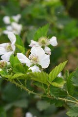 Blackberry flowers blooming in the garden, Beautiful in spring bloom garden. Blackberry bush with white flowers, Blossoming blackberry bush and bee, sunny spring day, Chakwal, Punjab, Pakistan