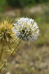 Echinops sphaerocephalus, Echinops sphaerocephalus known as Great Globe Thistle or Pale Globe Thistle, A summer plant in the wild in a meadow, Wild flower with thorns and spines bloomed