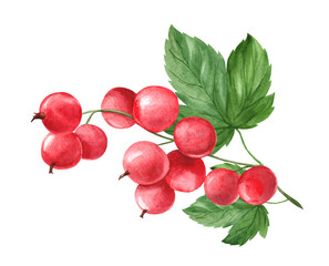 Watercolor illustration of red currant branch with berries and leaves isolated on white background