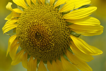 Closeup of a sunflower growing in a field of sunflowers during a nice sunny summer day, Sunflower natural background. flower blooming, Beautiful field of blooming sunflowers, Chakwal, Punjab, Pakistan