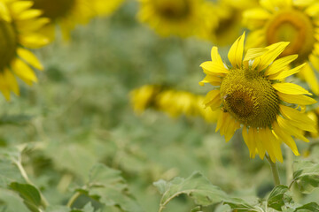 Closeup of a sunflower growing in a field of sunflowers during a nice sunny summer day, Sunflower natural background. flower blooming, Beautiful field of blooming sunflowers, Chakwal, Punjab, Pakistan