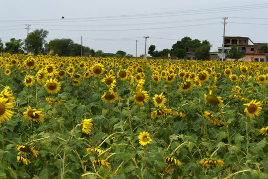 Closeup of a sunflower growing in a field of sunflowers during a nice sunny summer day, Sunflower natural background. flower blooming, Beautiful field of blooming sunflowers, Chakwal, Punjab, Pakistan
