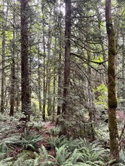 Tall evergreen trees in a Pacific Northwest forest and a ground cover of ferns