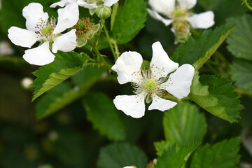 Blackberry flowers blooming in the garden, Beautiful in spring bloom garden. Blackberry bush with white flowers, Blossoming blackberry bush and bee, sunny spring day, Chakwal, Punjab, Pakistan
