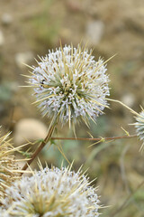Echinops sphaerocephalus, Echinops sphaerocephalus known as Great Globe Thistle or Pale Globe Thistle, A summer plant in the wild in a meadow, Wild flower with thorns and spines bloomed