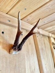 Rustic antlers mounted on wooden wall creating traditional hunting lodge interior decor