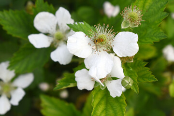 Blackberry flowers blooming in the garden, Beautiful in spring bloom garden. Blackberry bush with white flowers, Blossoming blackberry bush and bee, sunny spring day, Chakwal, Punjab, Pakistan