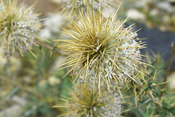 Echinops sphaerocephalus, Echinops sphaerocephalus known as Great Globe Thistle or Pale Globe Thistle, A summer plant in the wild in a meadow, Wild flower with thorns and spines bloomed