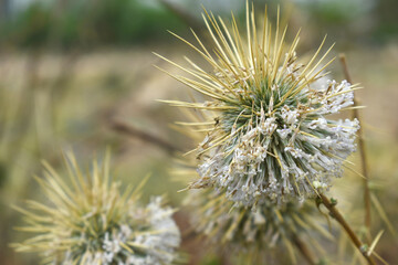 Echinops sphaerocephalus, Echinops sphaerocephalus known as Great Globe Thistle or Pale Globe Thistle, A summer plant in the wild in a meadow, Wild flower with thorns and spines bloomed