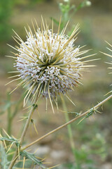 Echinops sphaerocephalus, Echinops sphaerocephalus known as Great Globe Thistle or Pale Globe Thistle, A summer plant in the wild in a meadow, Wild flower with thorns and spines bloomed