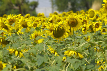 Closeup of a sunflower growing in a field of sunflowers during a nice sunny summer day, Sunflower natural background. flower blooming, Beautiful field of blooming sunflowers, Chakwal, Punjab, Pakistan