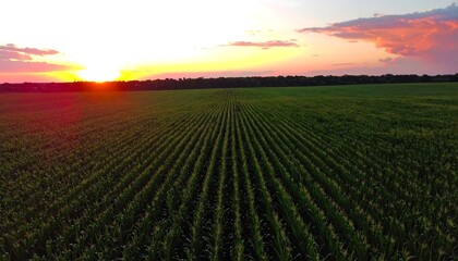Sunset Over Cornfield: Rows of Green Crops Under Fiery Sky