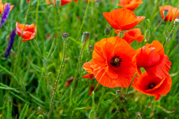 Poppy blossoms sway gently in the open field adding vibrant red splashes to the peaceful rural...