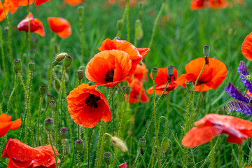 Poppy blossoms sway gently in the open field adding vibrant red splashes to the peaceful rural...