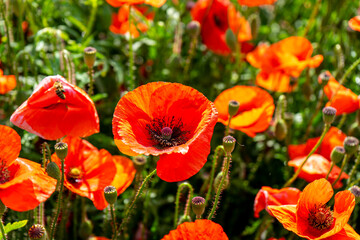 Poppy blossoms sway gently in the open field adding vibrant red splashes to the peaceful rural...