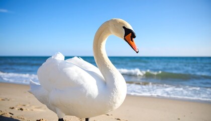 Obraz premium Majestic White Swan Stands Proudly on a Sandy Beach with Ocean Waves and Blue Sky.