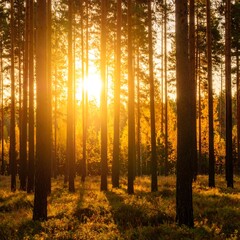 Obraz premium Golden sunlight through autumn trees