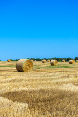 Fototapeta premium Round bales of straw rolled up on field on the sky background, autumnal harvest
